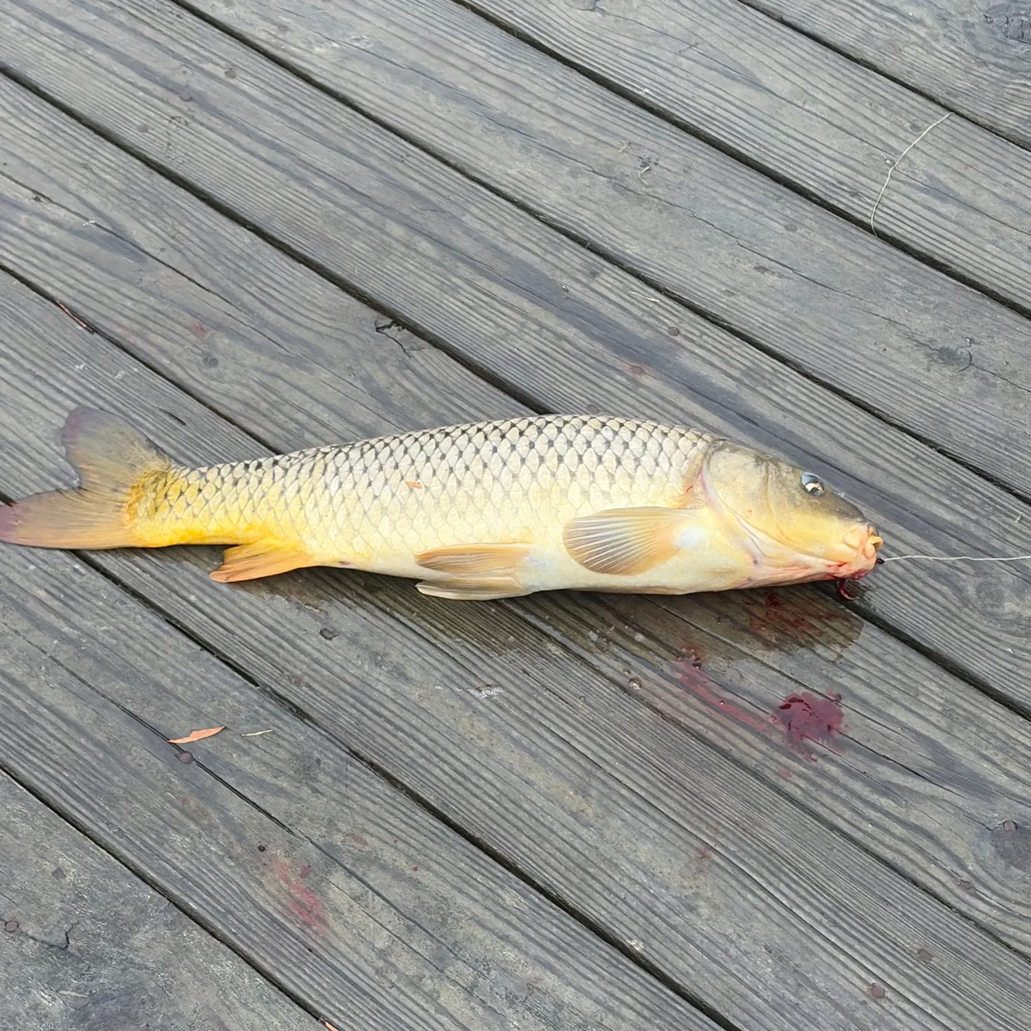 Common carp caught on Fishbrain