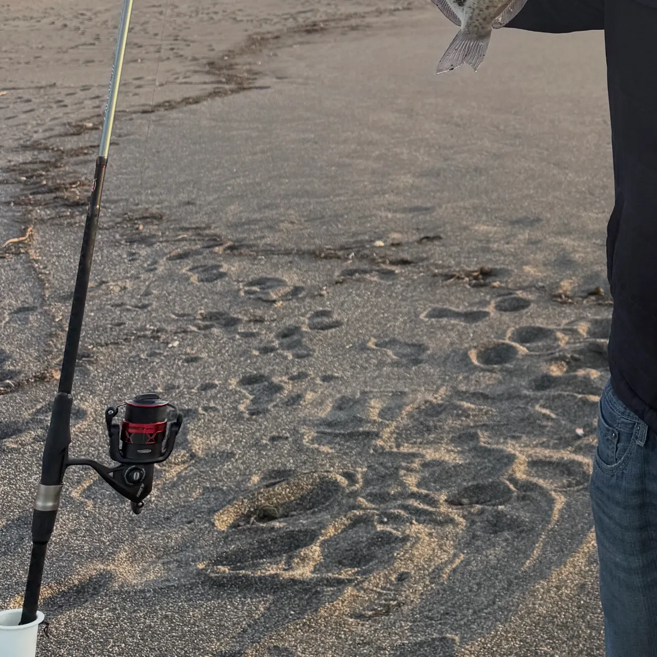 The most recent Calico surfperch catches on Fishbrain