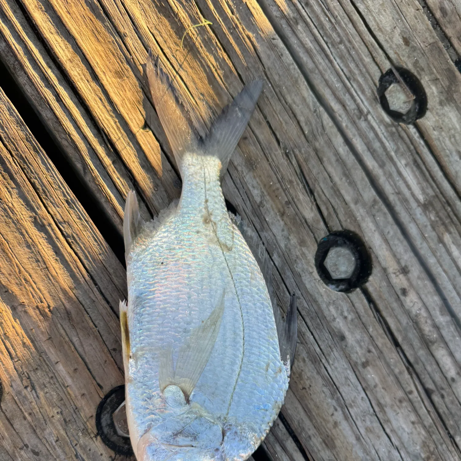 The most recent Mooneye catches on Fishbrain