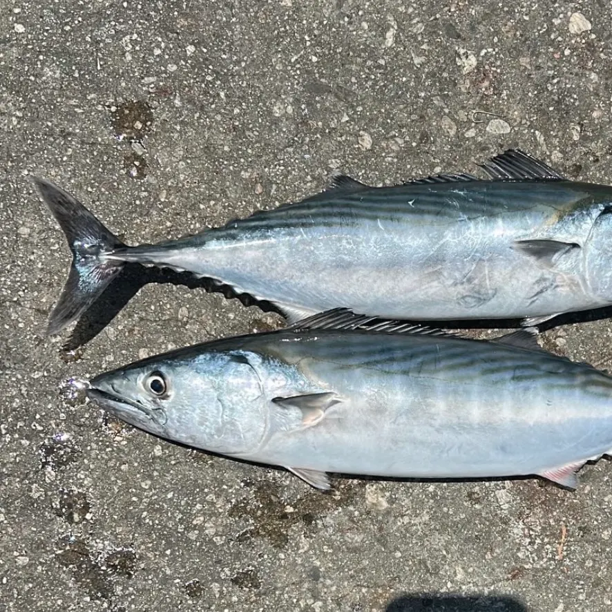 The most recent Pacific bonito catches on Fishbrain