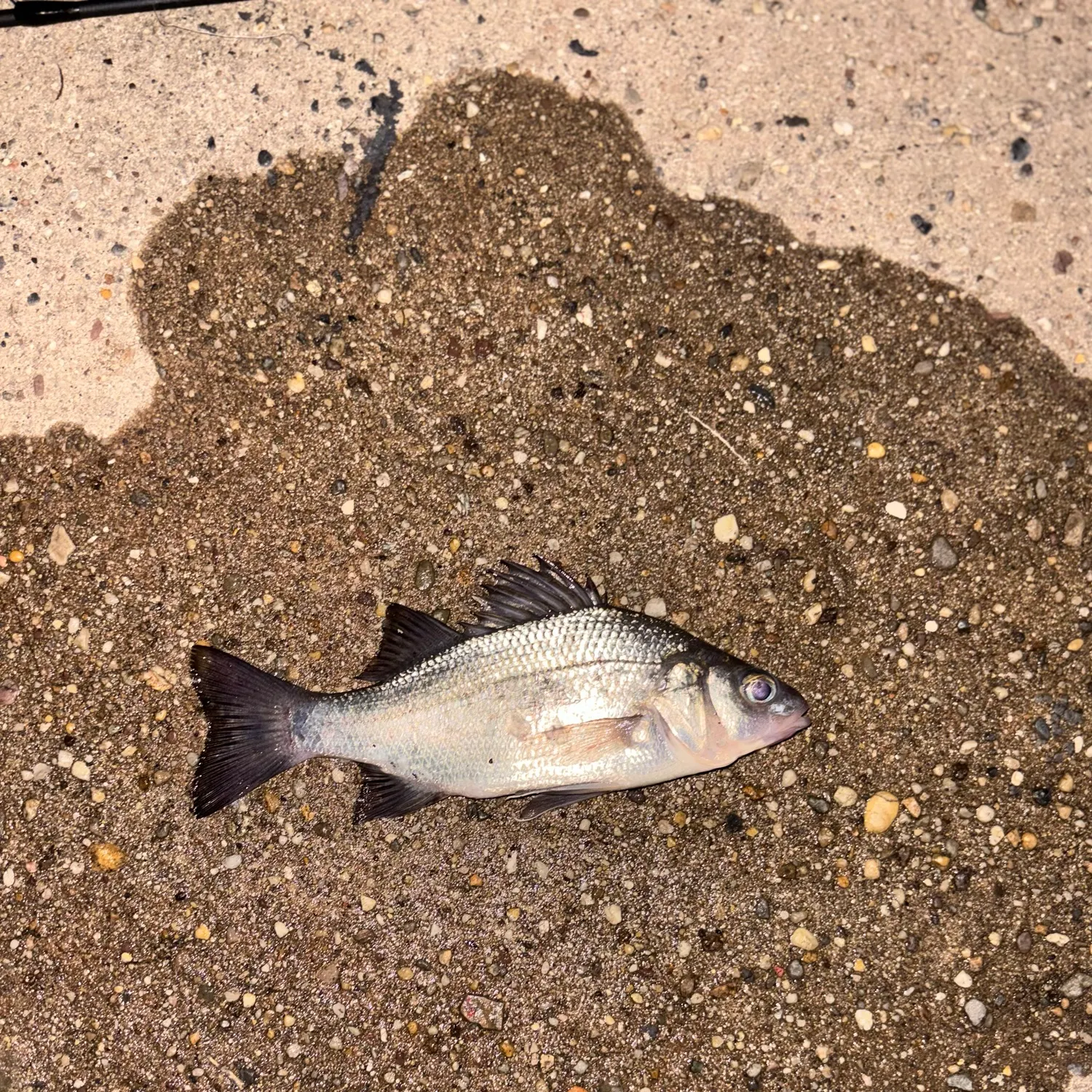 White perch caught on Fishbrain