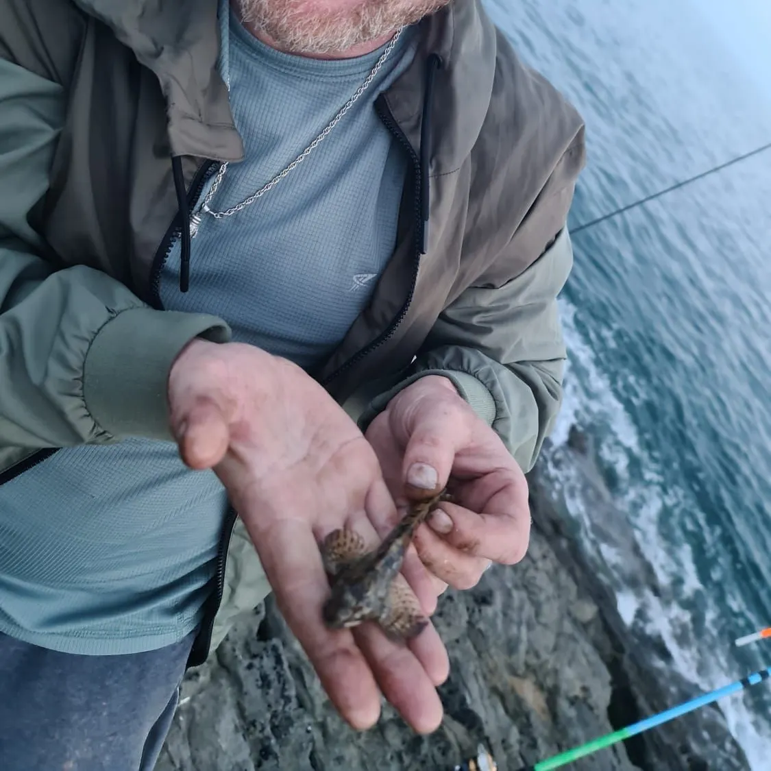 The most recent Bay blenny catches on Fishbrain