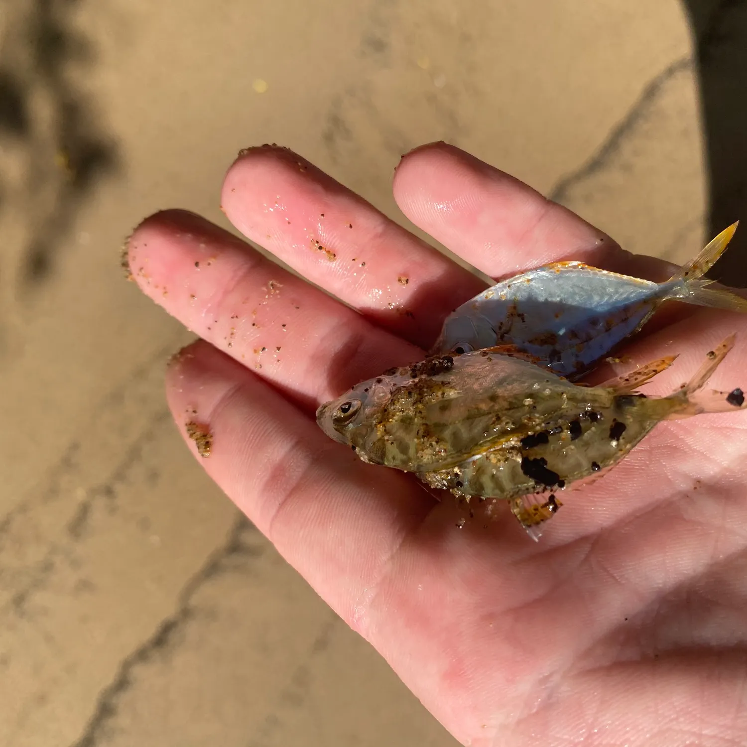 The most recent Striped ponyfish catches on Fishbrain
