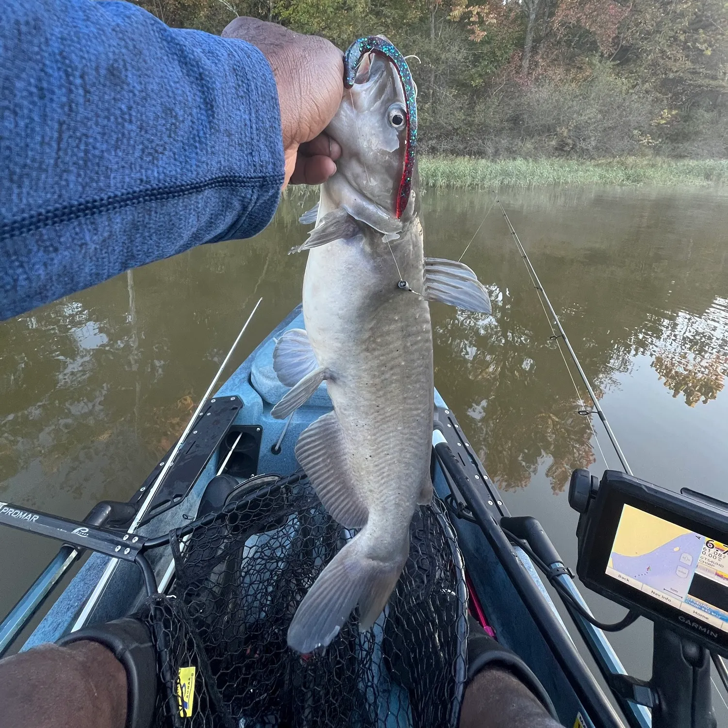 Channel catfish caught on Fishbrain
