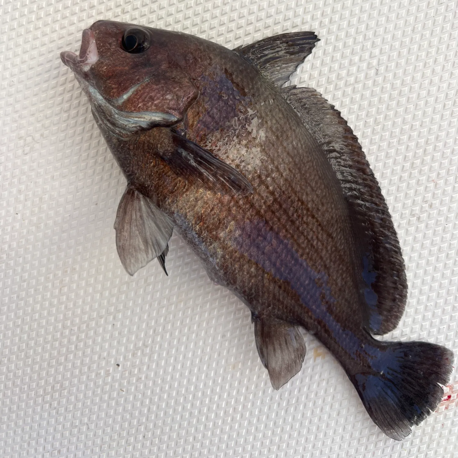 The most recent Black sea bass catches on Fishbrain