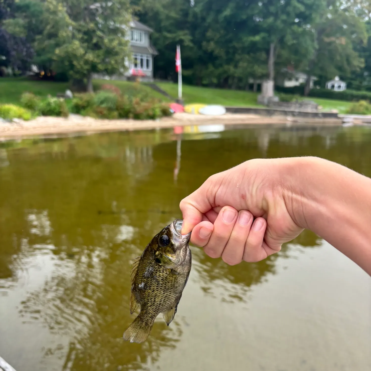 Rock bass caught on Fishbrain