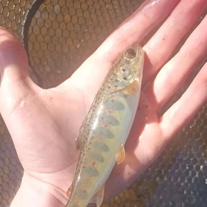 Fish caught on Fishbrain