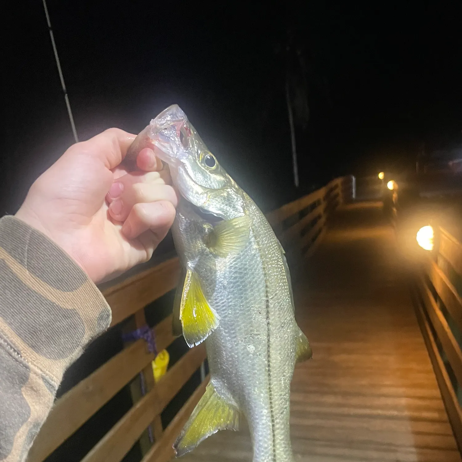 The most recent Tarpon Snook catches on Fishbrain