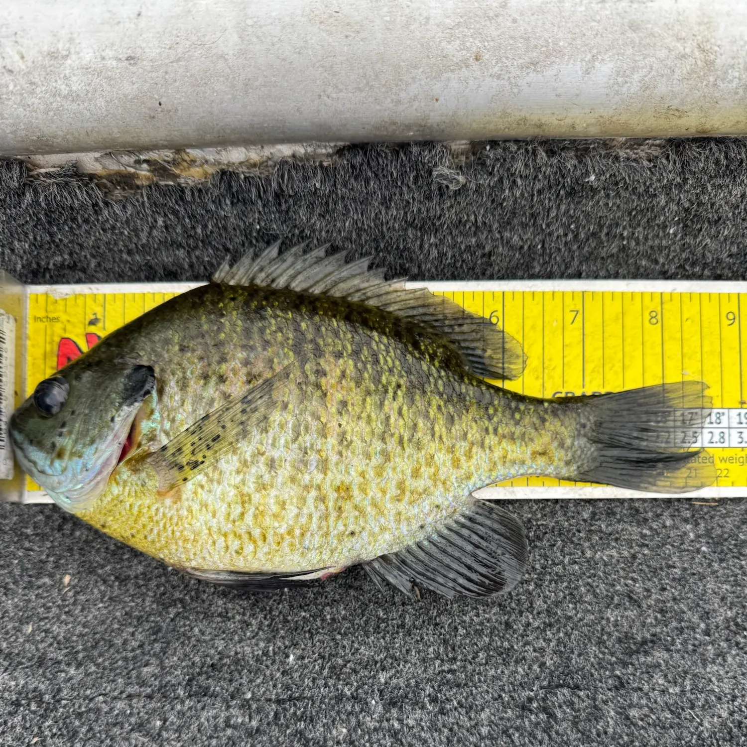 recently logged catches