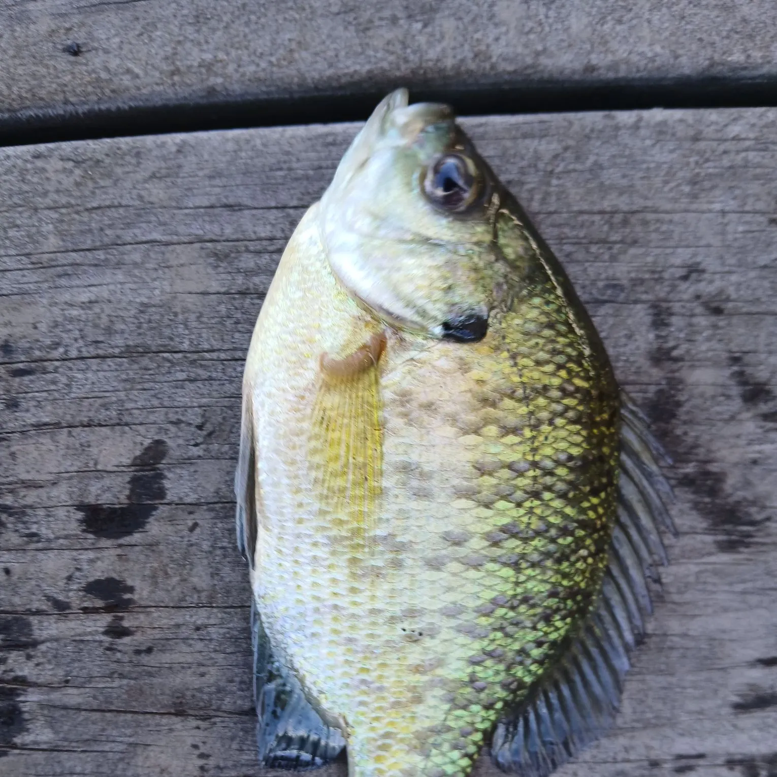 Bluegill caught on Fishbrain