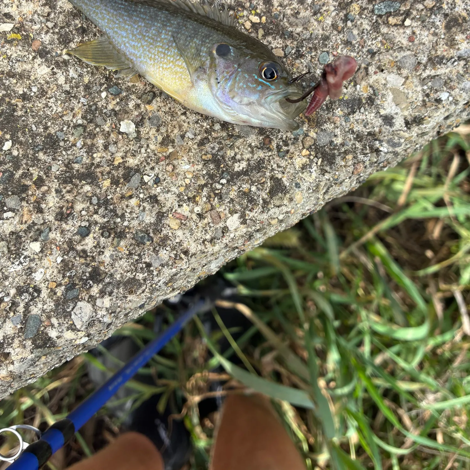 Green sunfish caught on Fishbrain