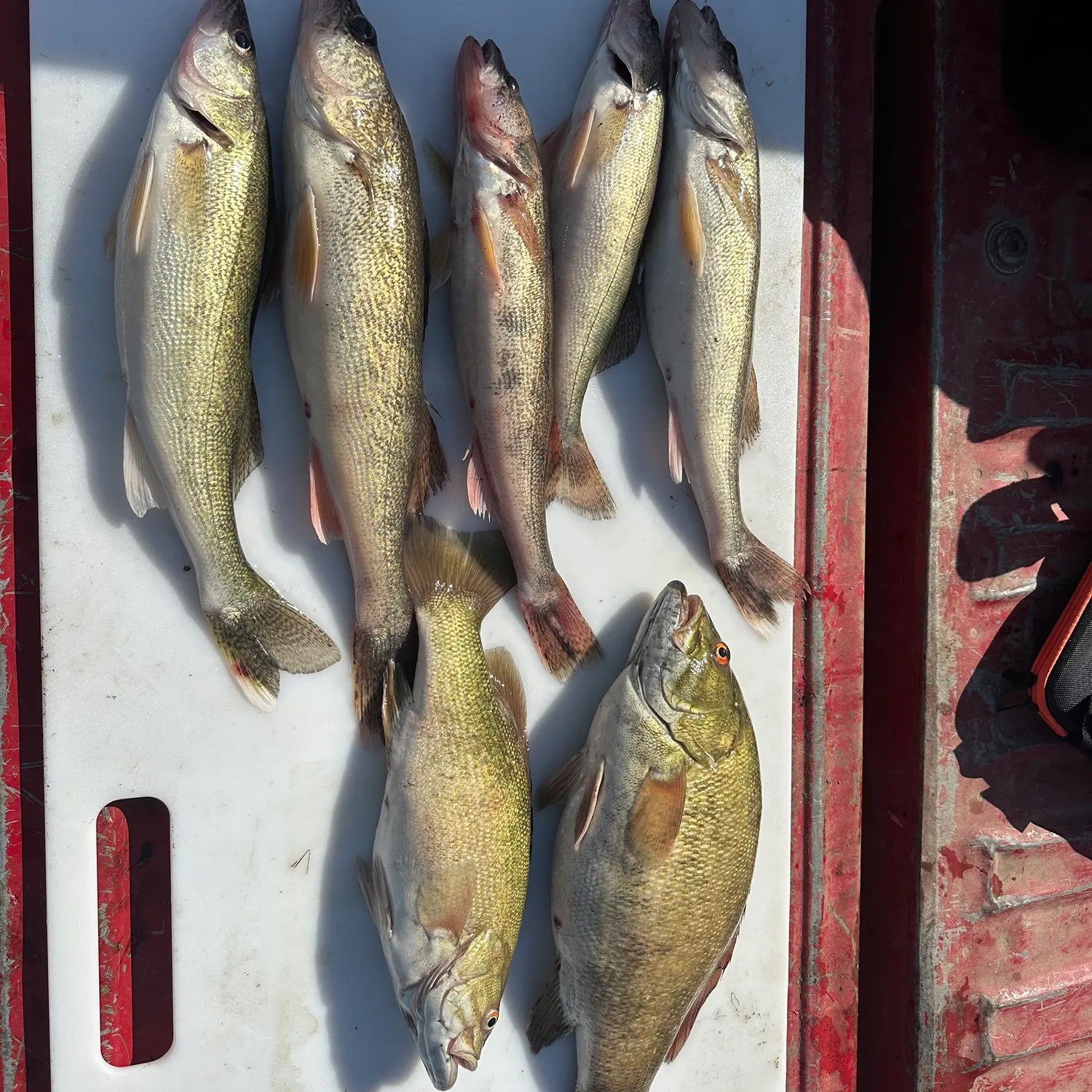 recently logged catches