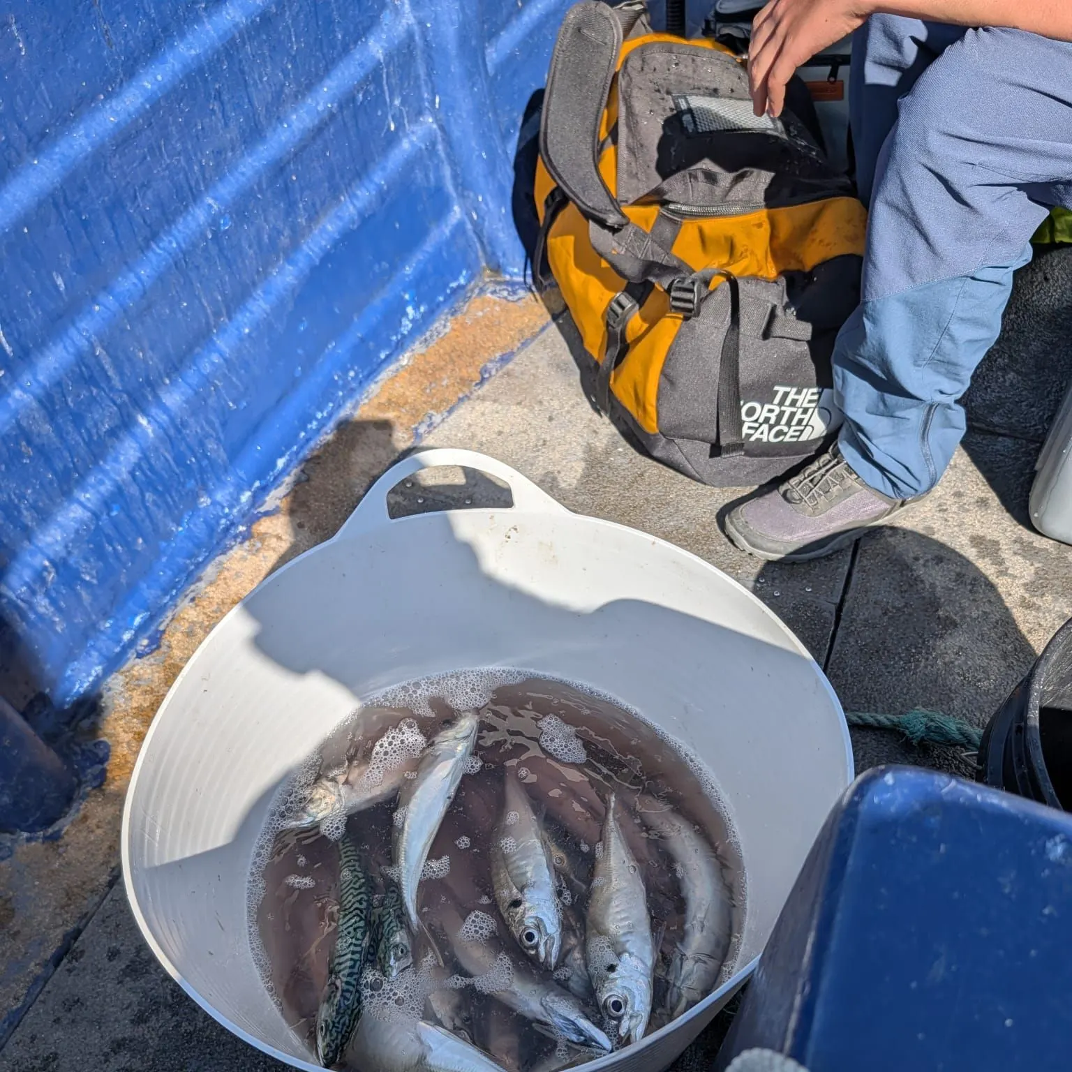 Atlantic mackerel caught on Fishbrain