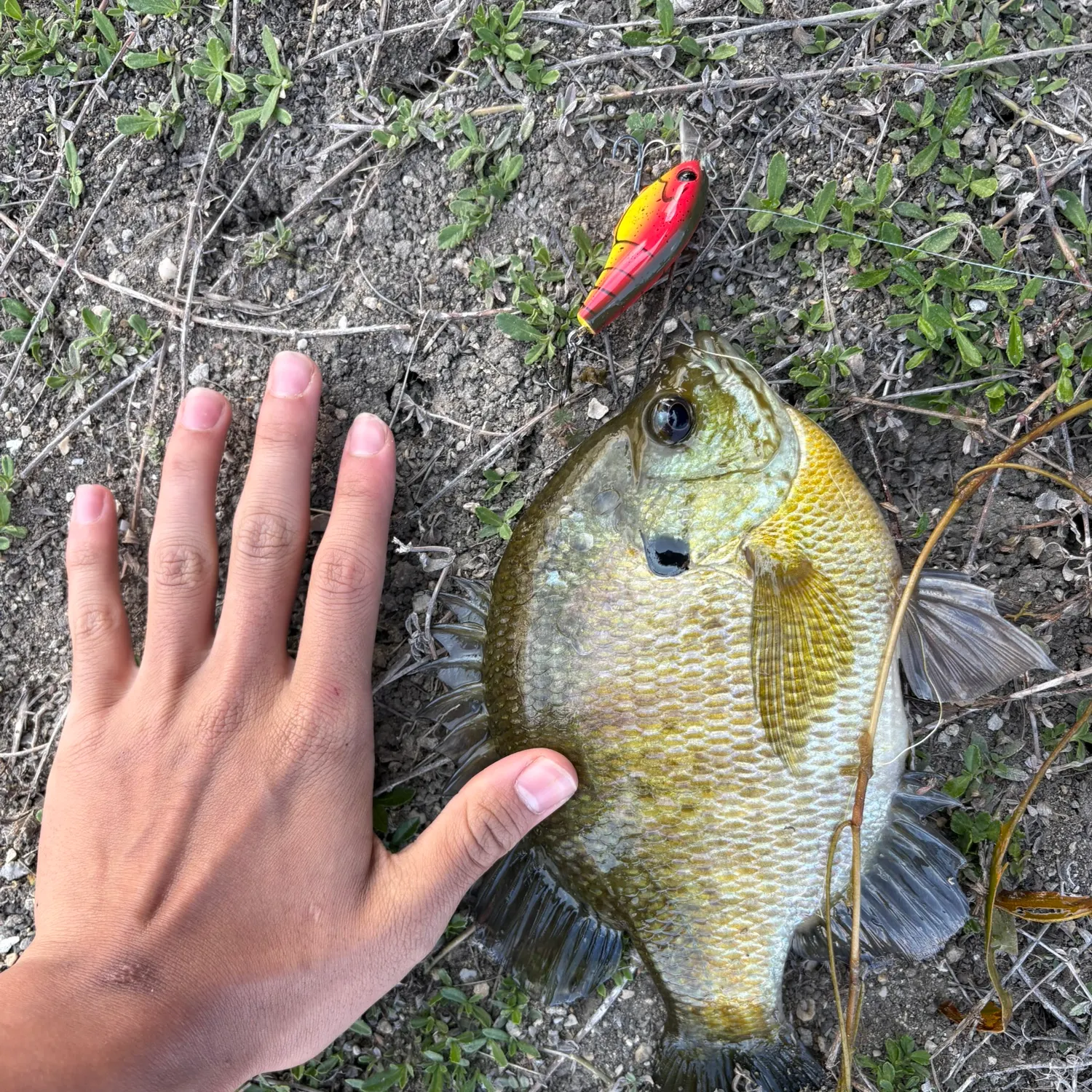 most liked catch image