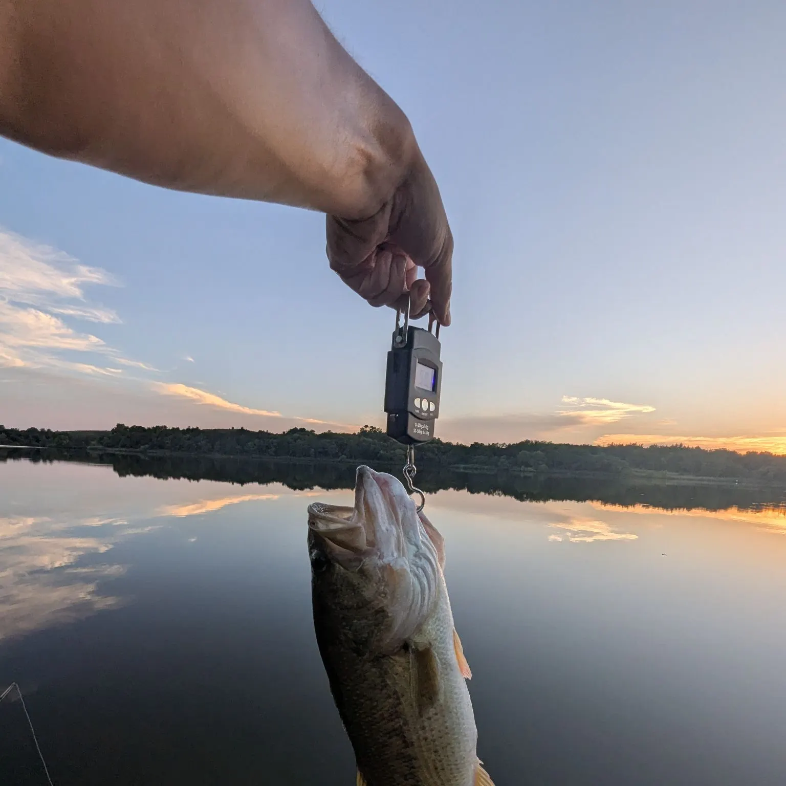 Largemouth bass caught on Fishbrain