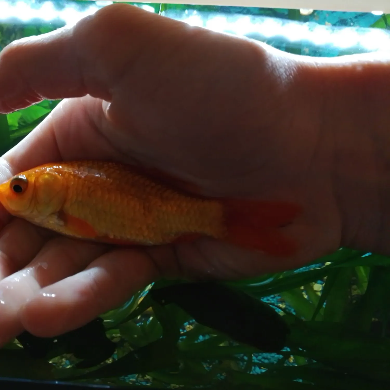 Goldfish caught on Fishbrain