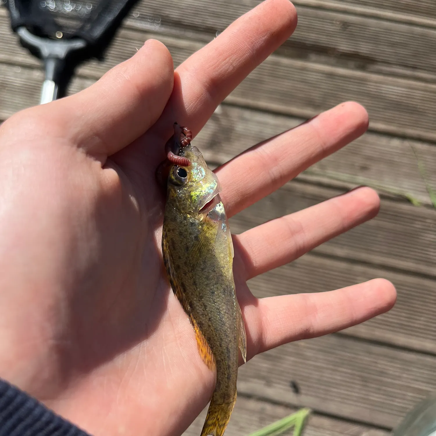The most recent Eurasian ruffe catches on Fishbrain