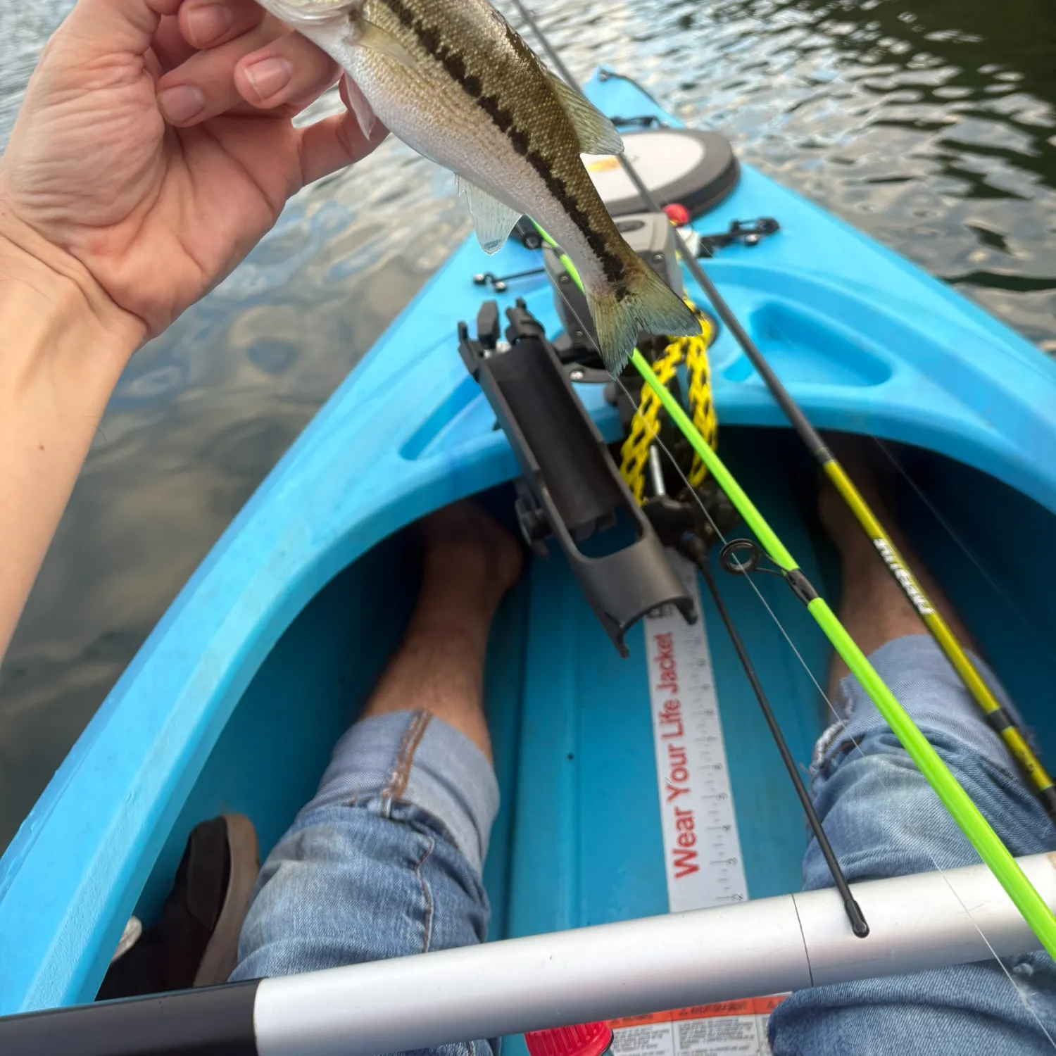 Spotted bass caught on Fishbrain