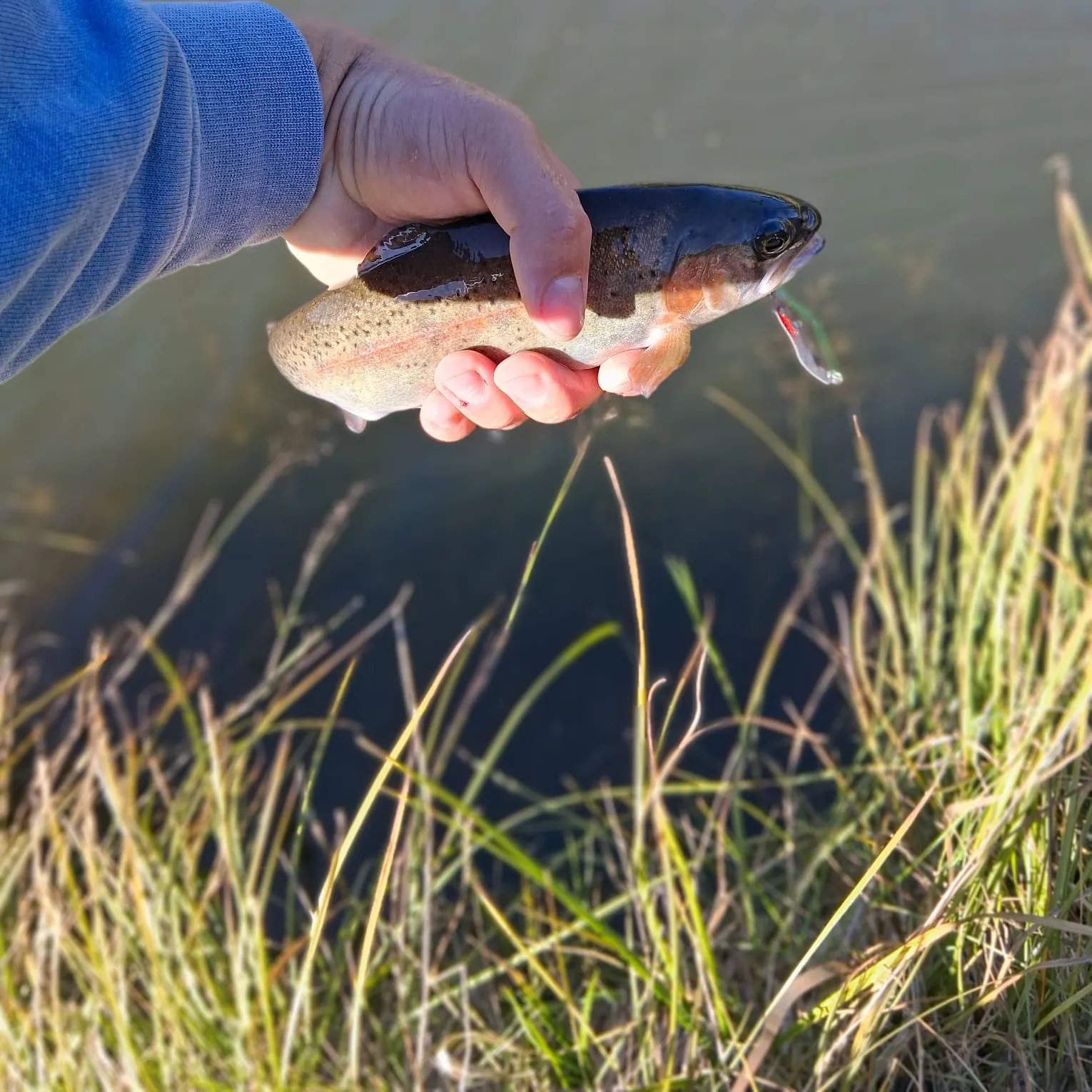 Rainbow trout caught on Fishbrain