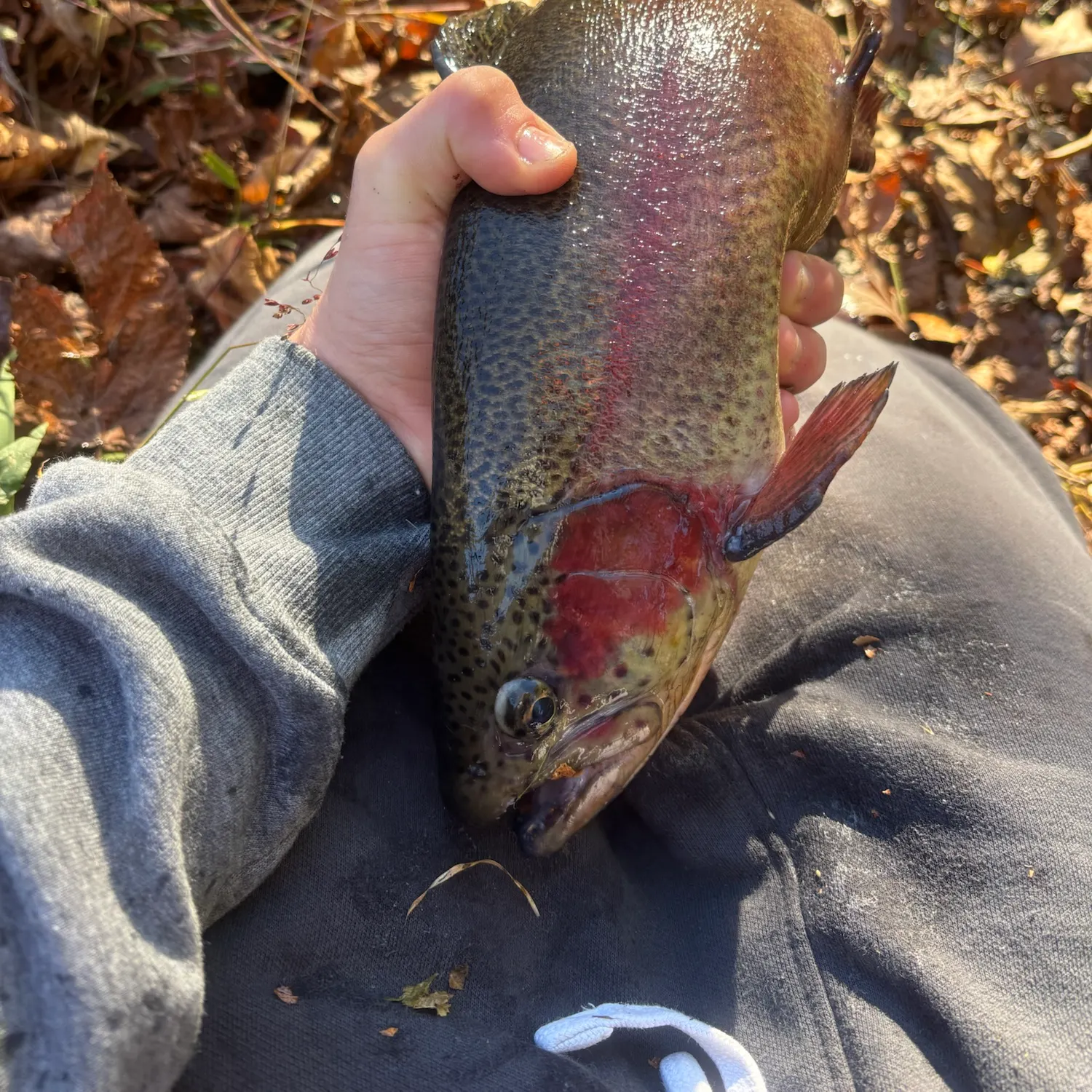 Rainbow trout caught on Fishbrain