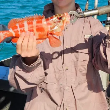 Sixblotch hind caught on Fishbrain