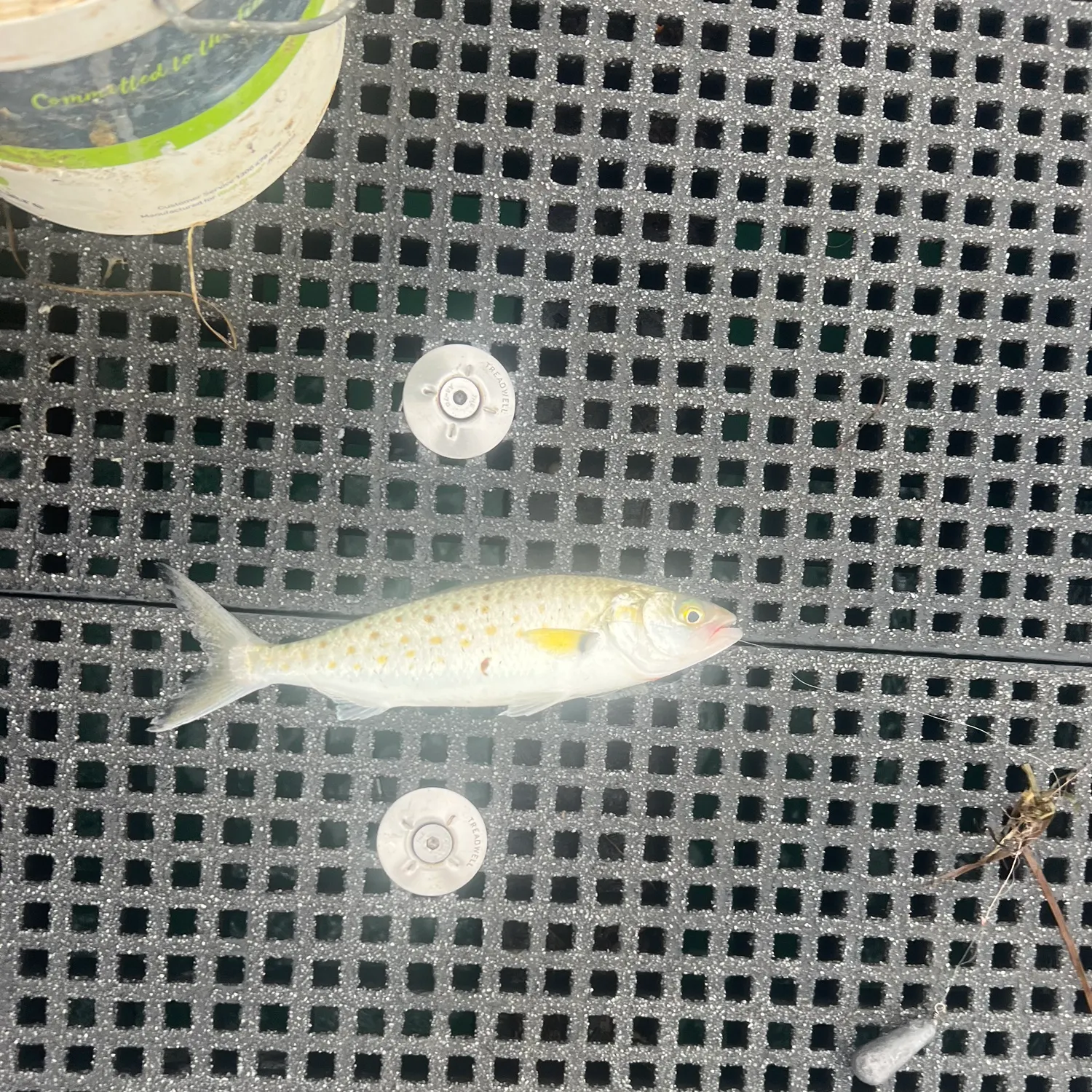 The most recent Eastern Australian salmon catches on Fishbrain