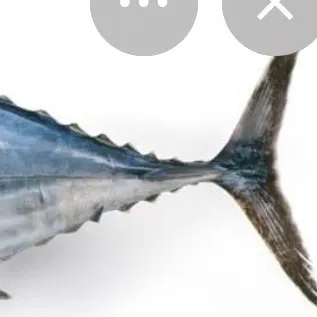 The most recent Plain bonito catches on Fishbrain