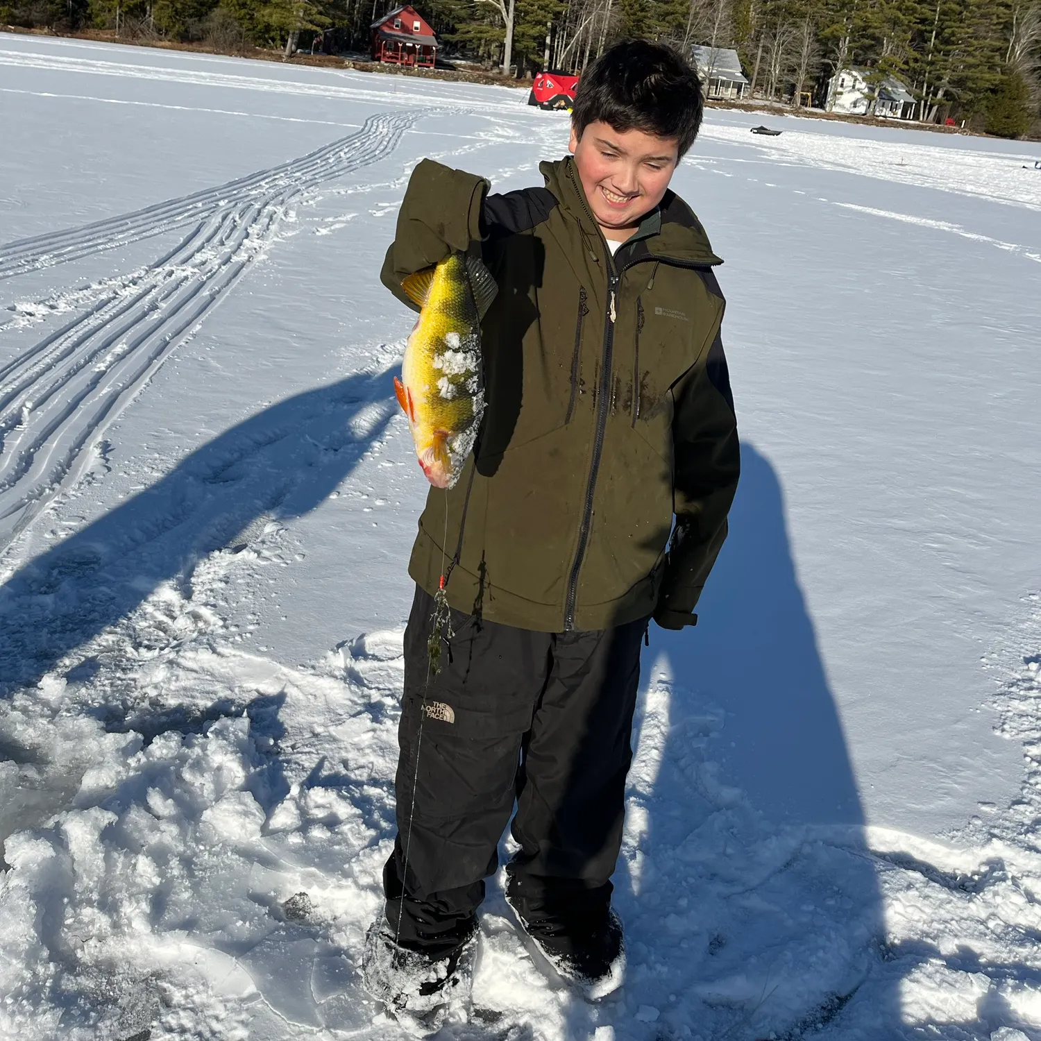 Yellow perch caught on Fishbrain