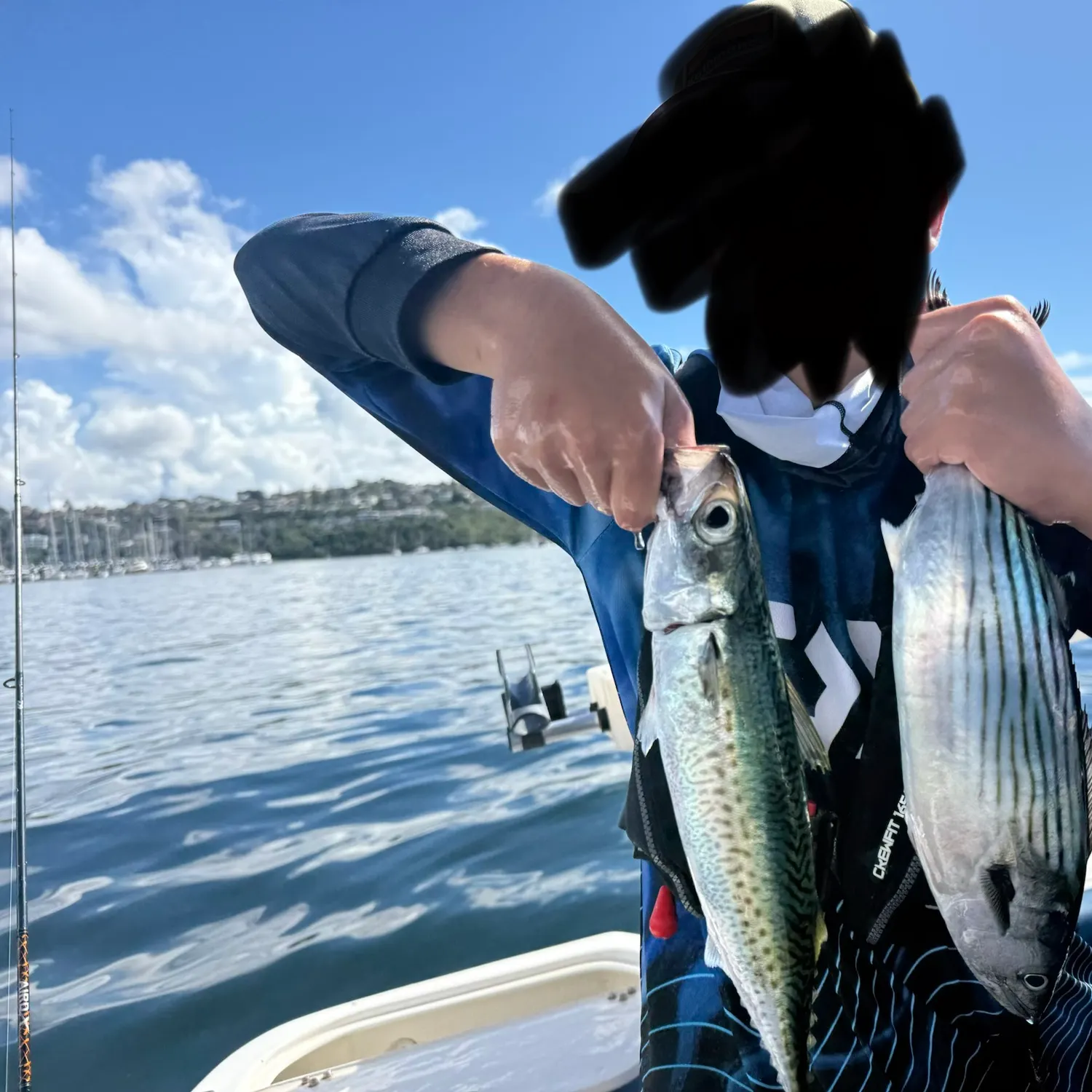 The most recent Australian bonito catches on Fishbrain