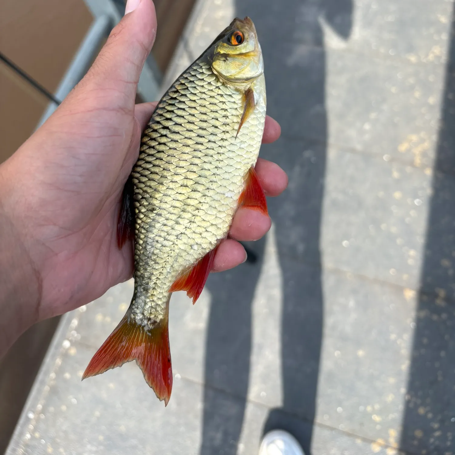 Common rudd caught on Fishbrain