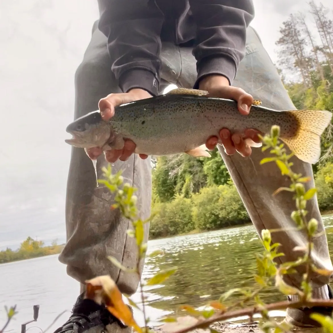 Rainbow trout caught on Fishbrain