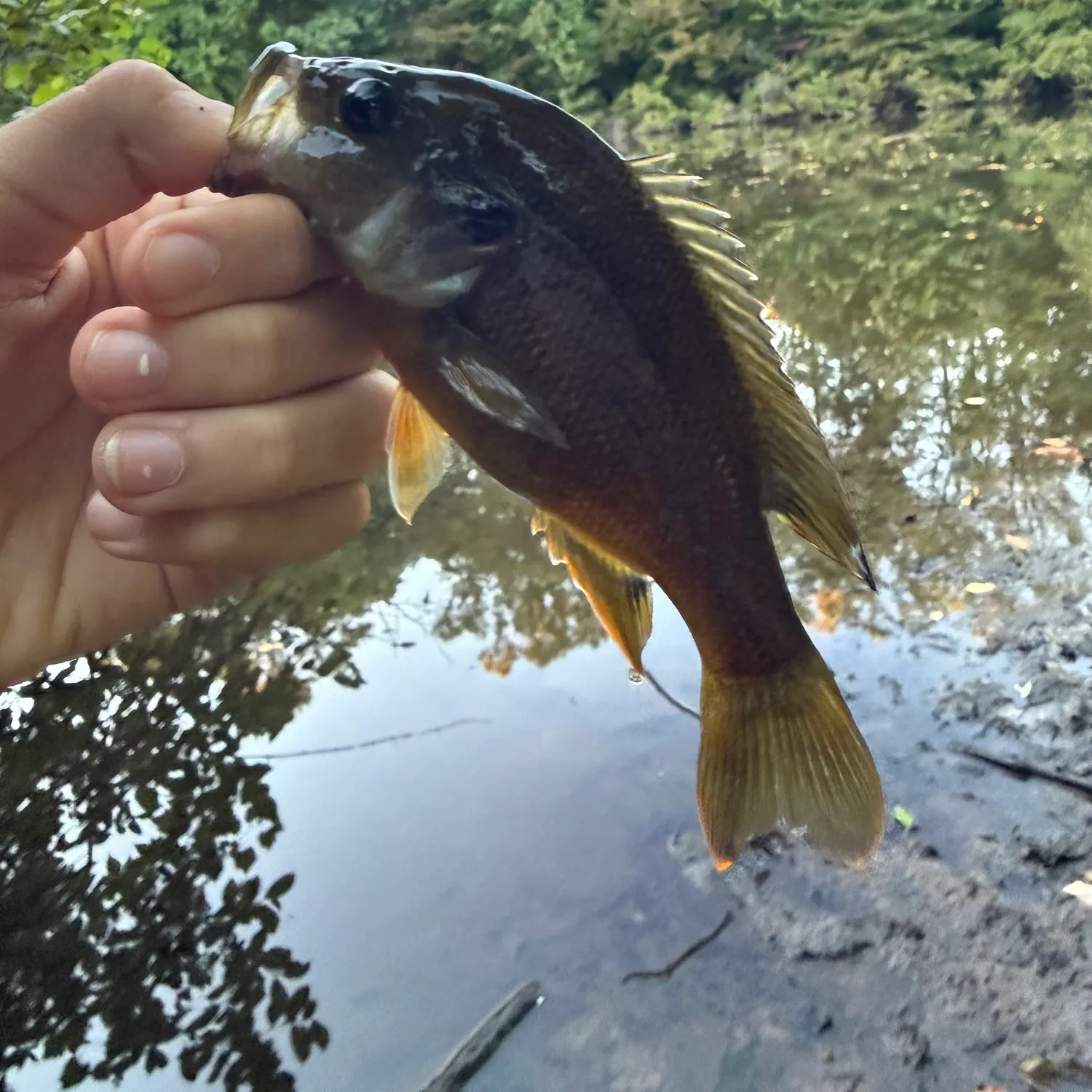 Green sunfish caught on Fishbrain