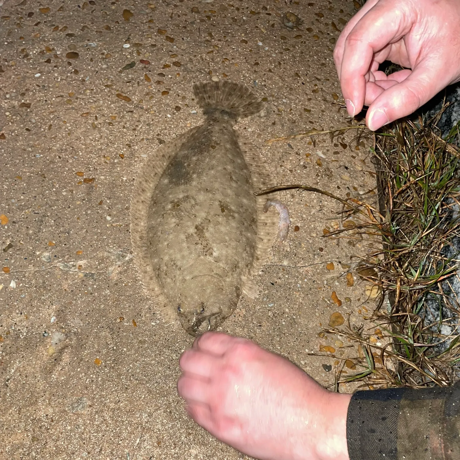 The most recent Gulf flounder catches on Fishbrain