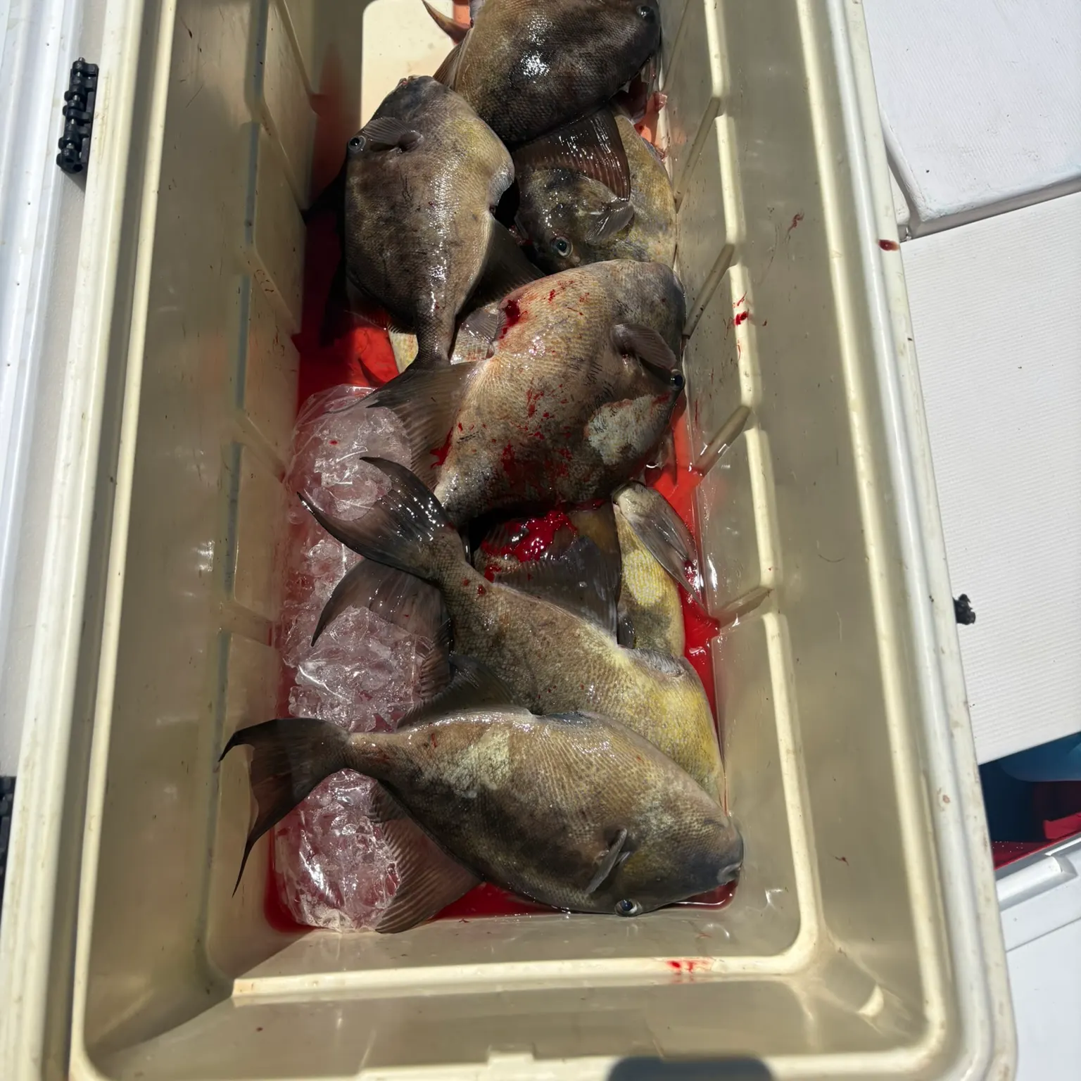 recently logged catches