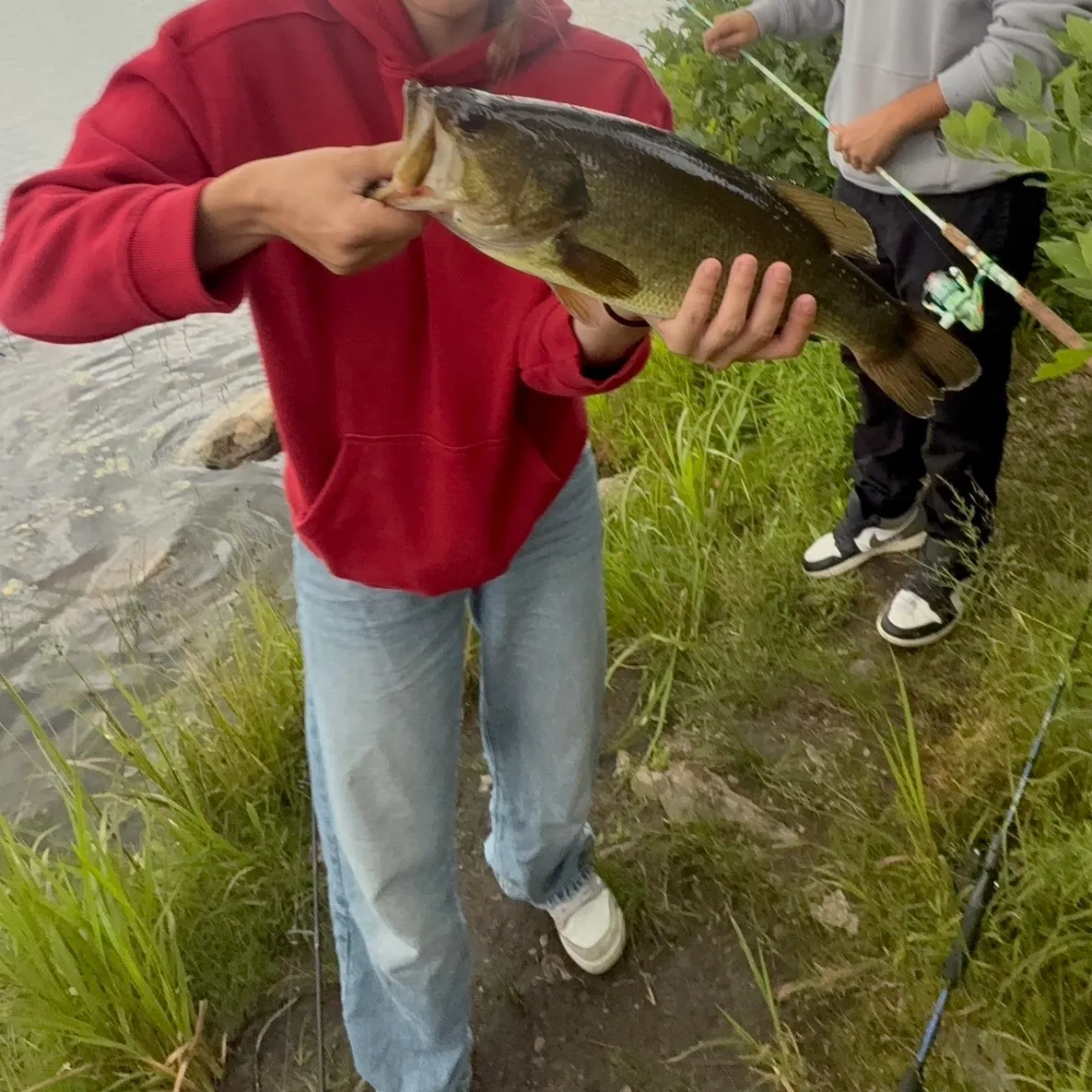 Largemouth bass caught on Fishbrain