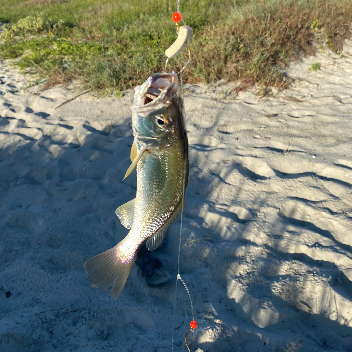 The most recent Acoupa weakfish catches on Fishbrain