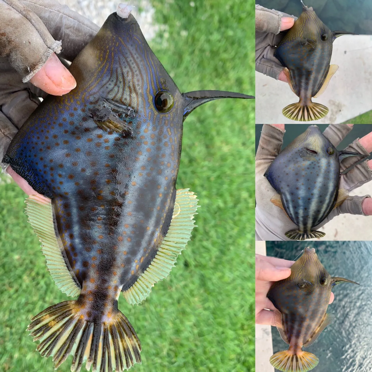 recently logged catches