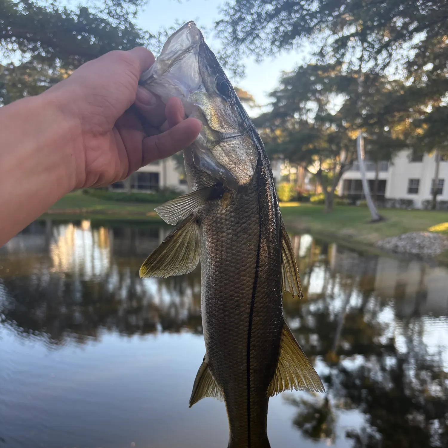The most recent Common snook catches on Fishbrain