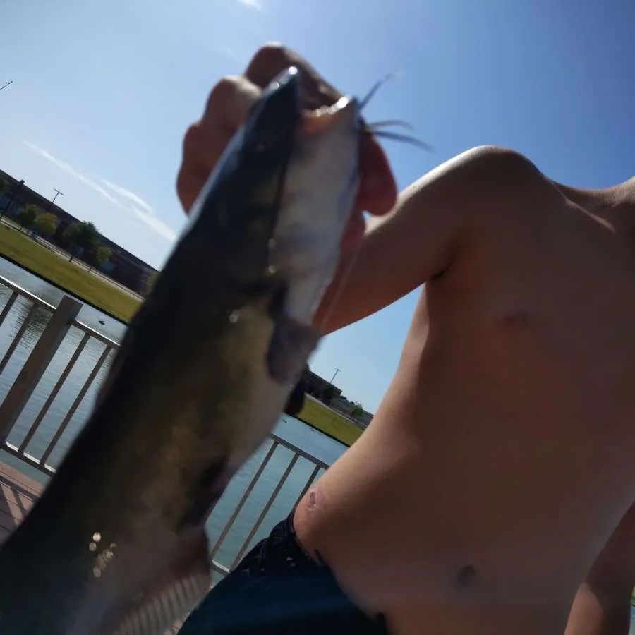 Fish caught on Fishbrain