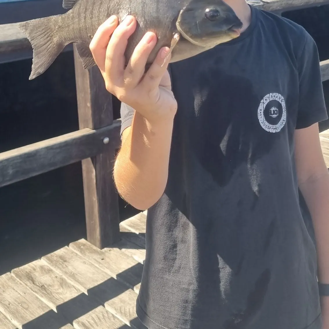 The most recent Luderick catches on Fishbrain