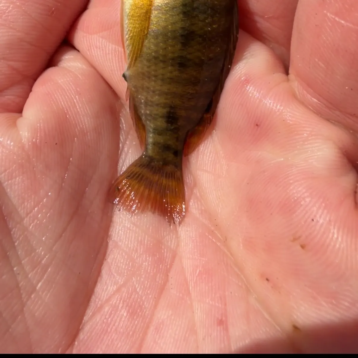 Nile tilapia caught on Fishbrain