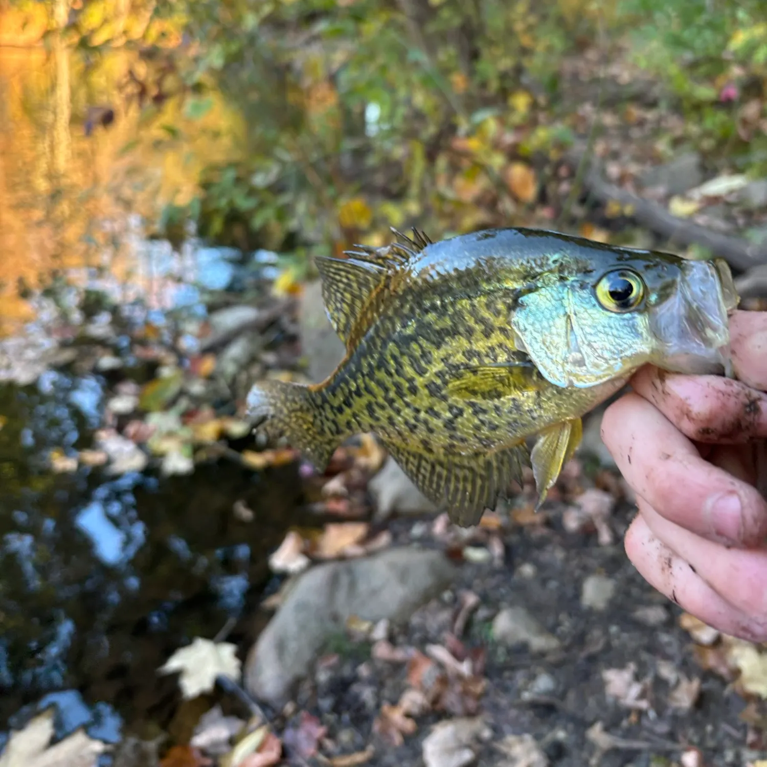 Black crappie caught on Fishbrain
