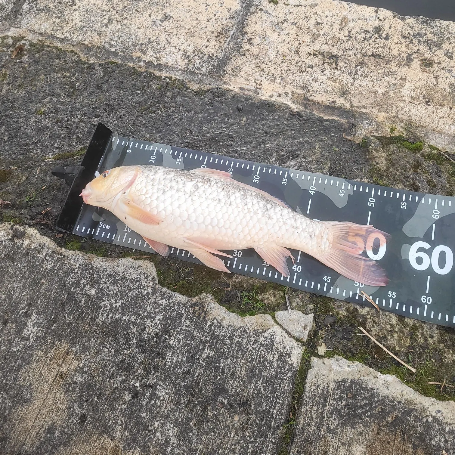 The most recent Koi carp catches on Fishbrain