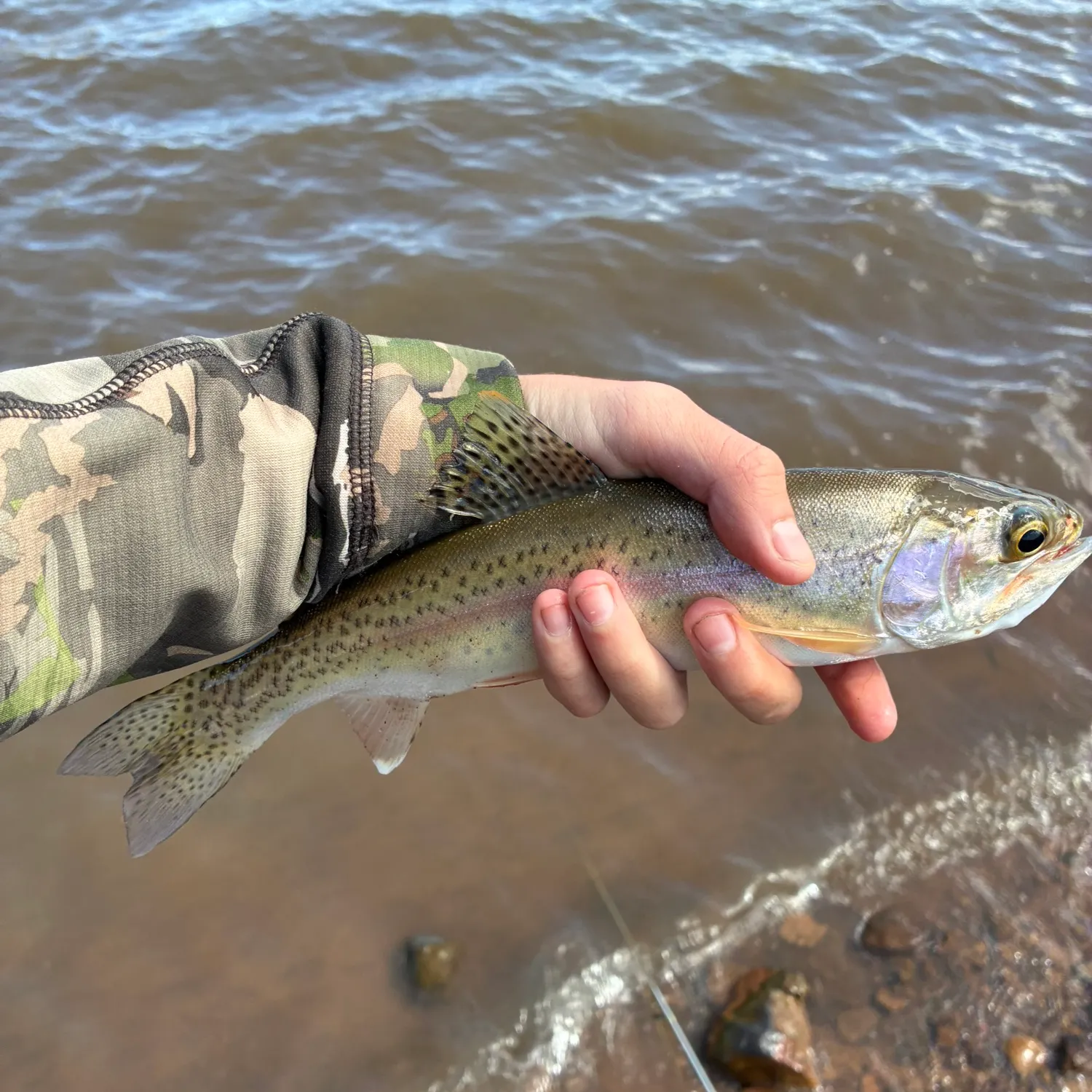 Rainbow trout caught on Fishbrain