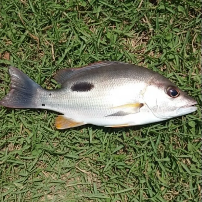 The most recent Moses perch catches on Fishbrain