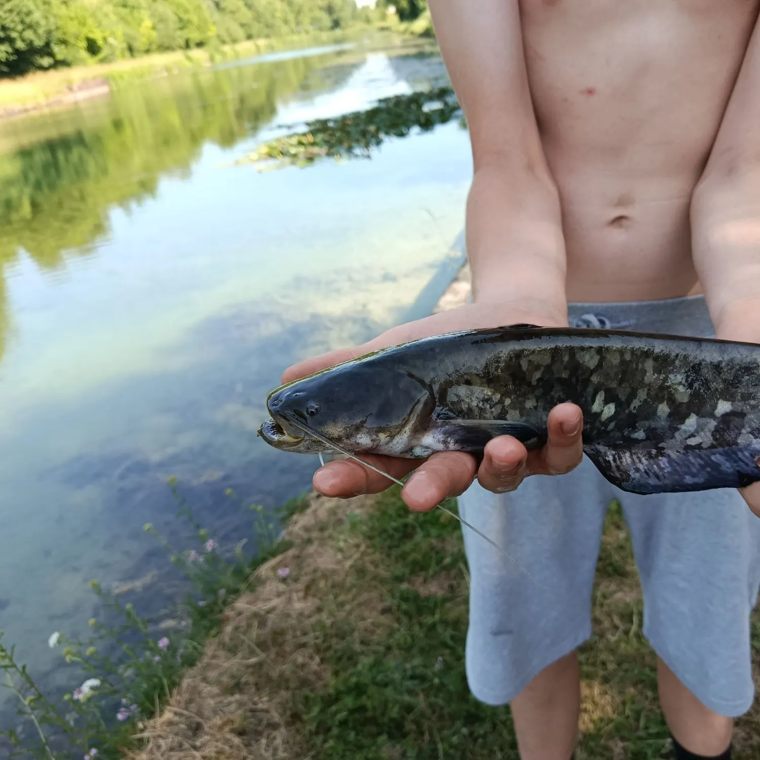 The most recent Amur catfish catches on Fishbrain