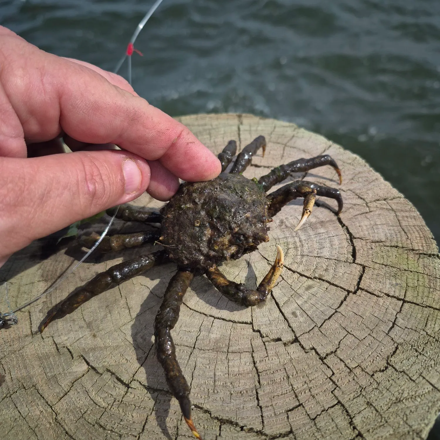 The most recent European spider crab catches on Fishbrain