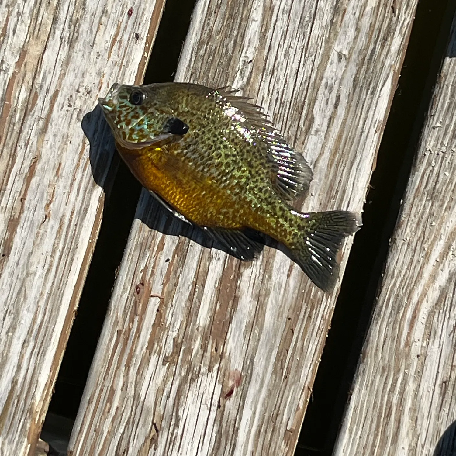 recently logged catches