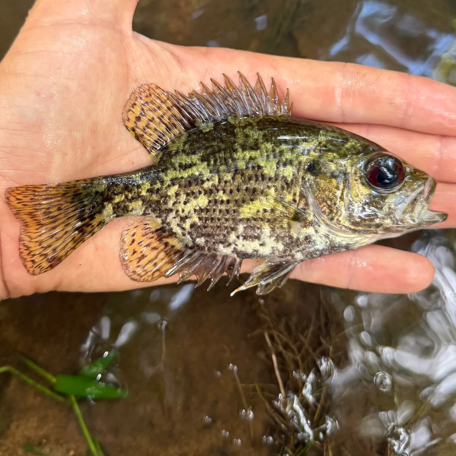 The most recent Shadow bass catches on Fishbrain