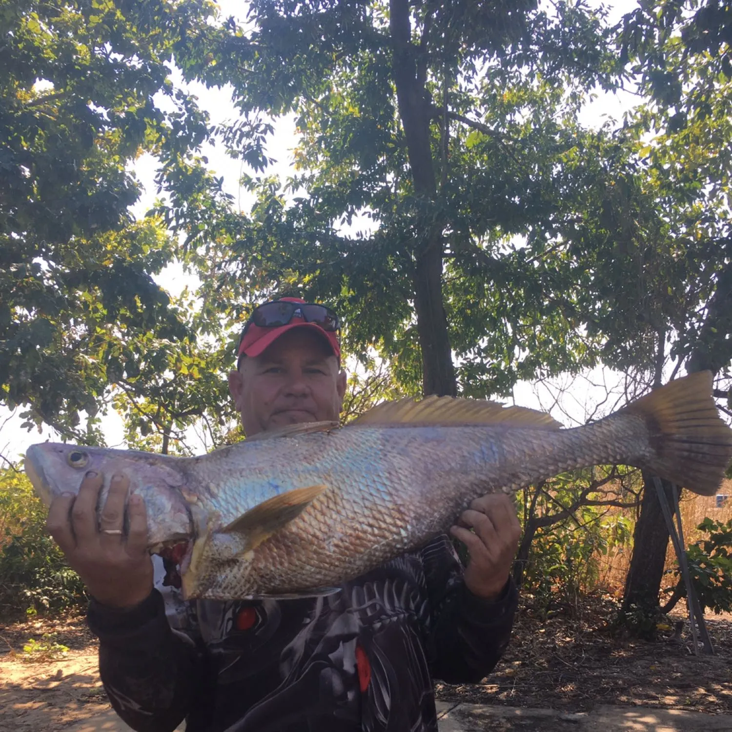 Japanese meagre caught on Fishbrain